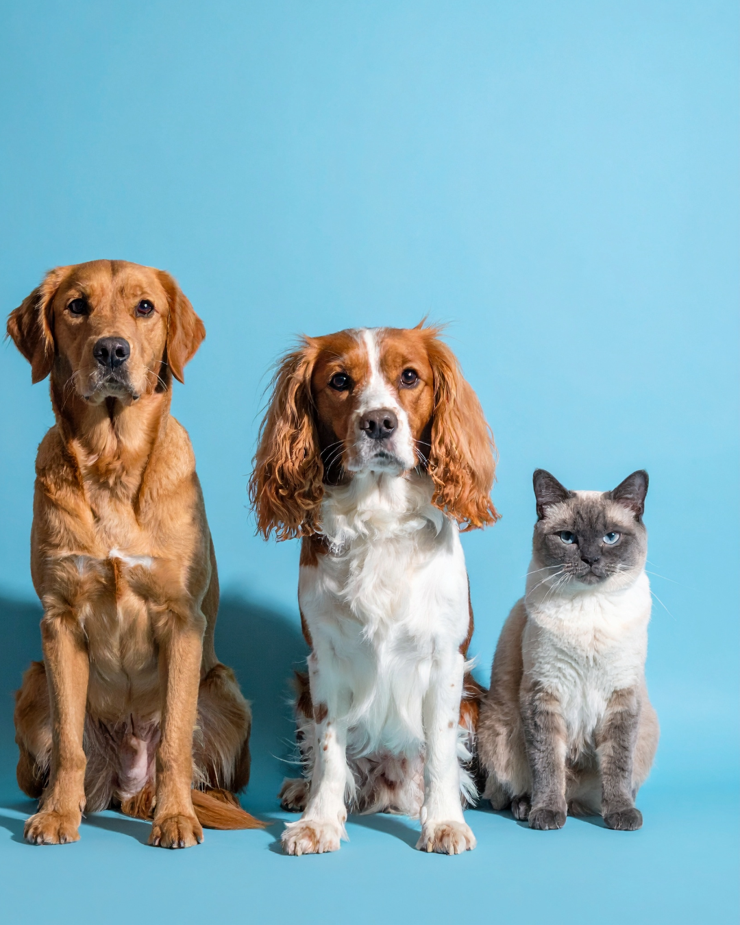 Dr GK Pet Clinic Poster